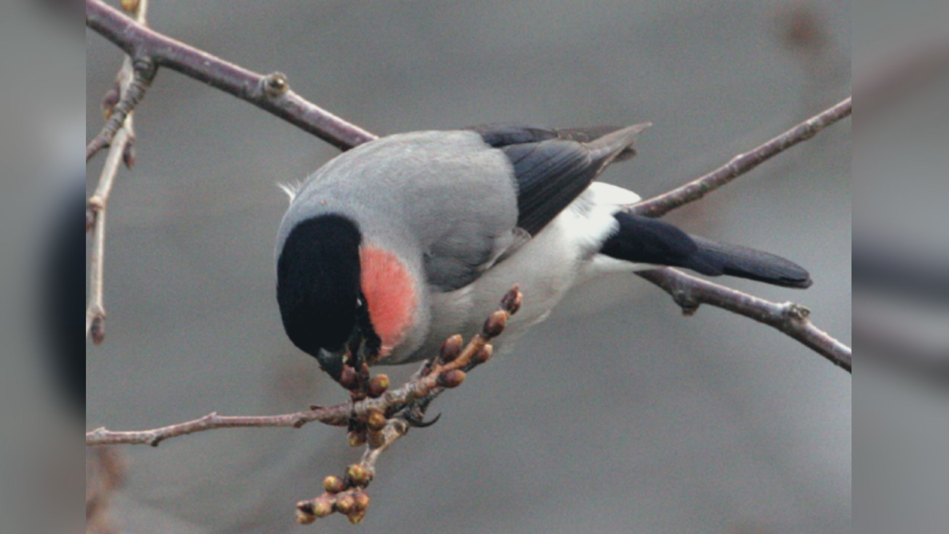 犯人は…野鳥のウソ