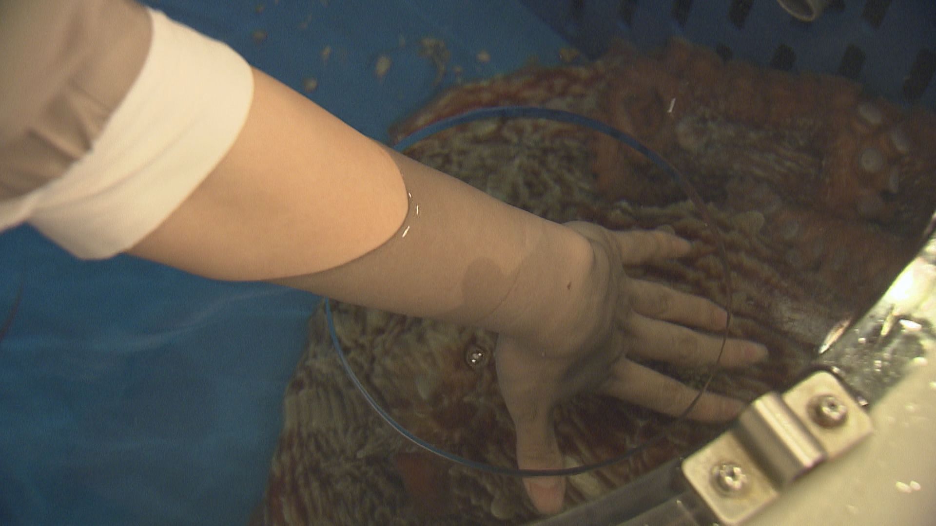 水ダコにタッチ！