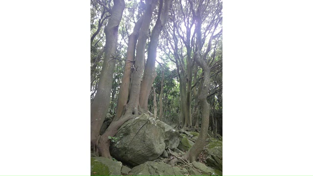 ガラガラ山のヤブニッケイ群