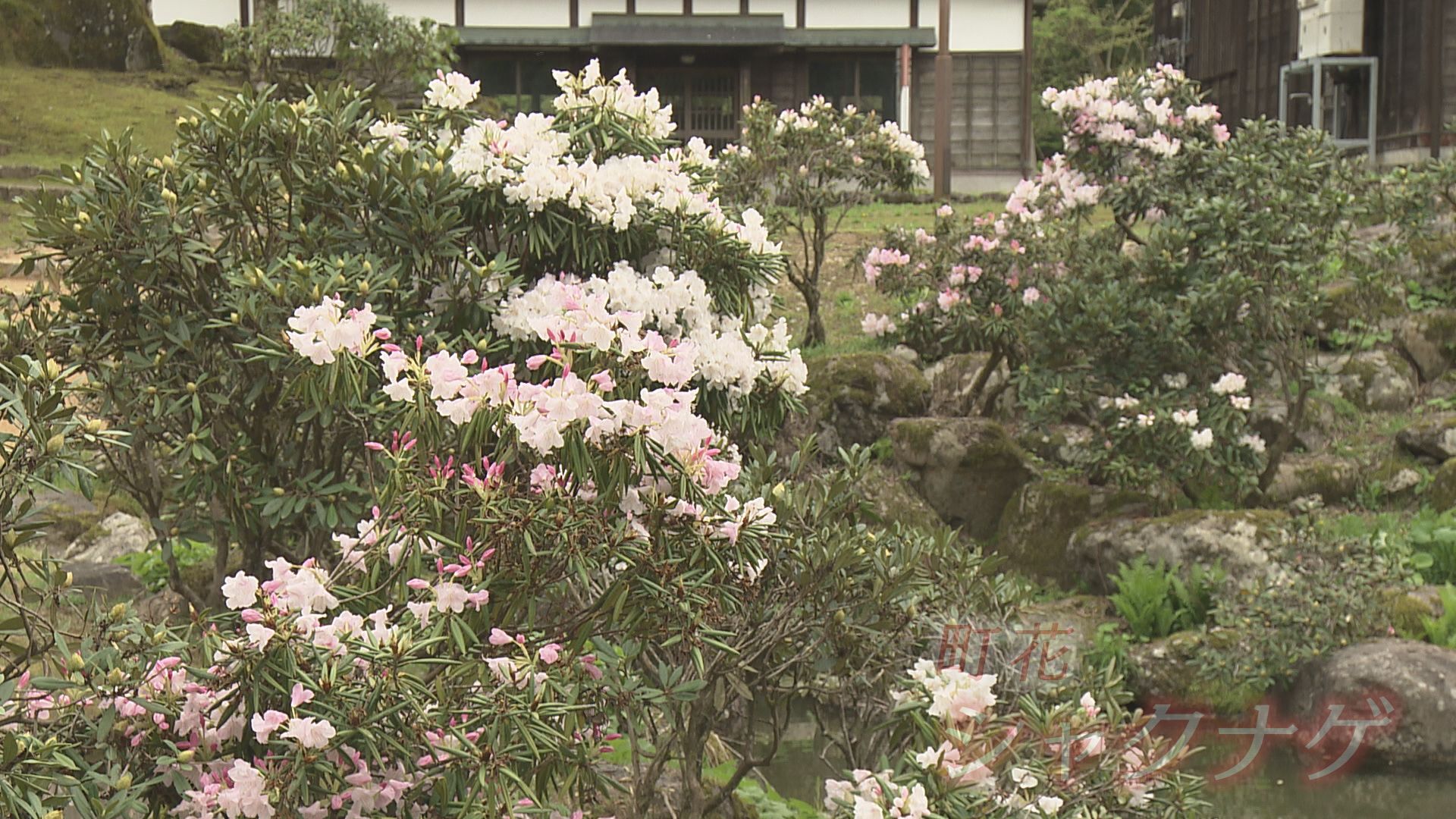 今後シャクナゲが見頃を迎える