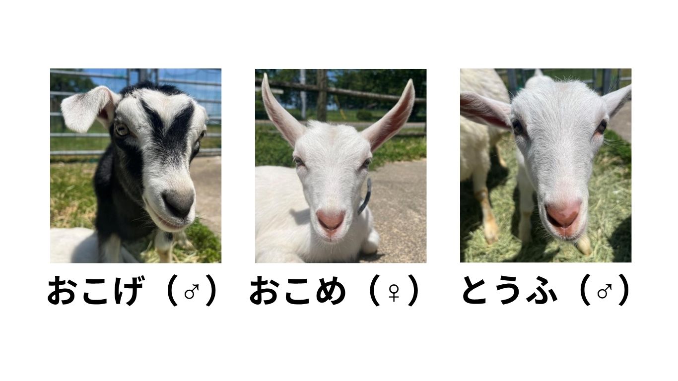 三つ子の名前が決定（提供：県畜産試験場）