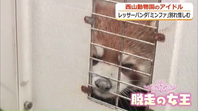 身体能力抜群のミンファはフェンスをよじ登り脱走