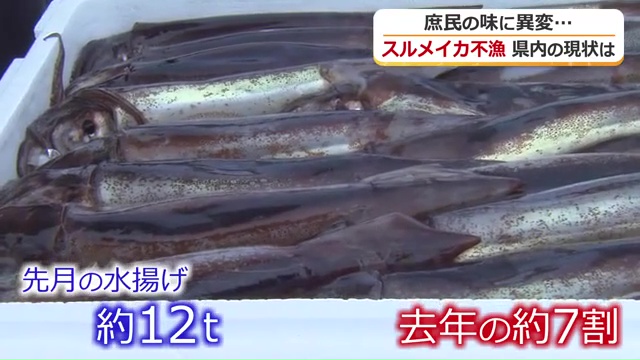 福井でもスルメイカは不漁