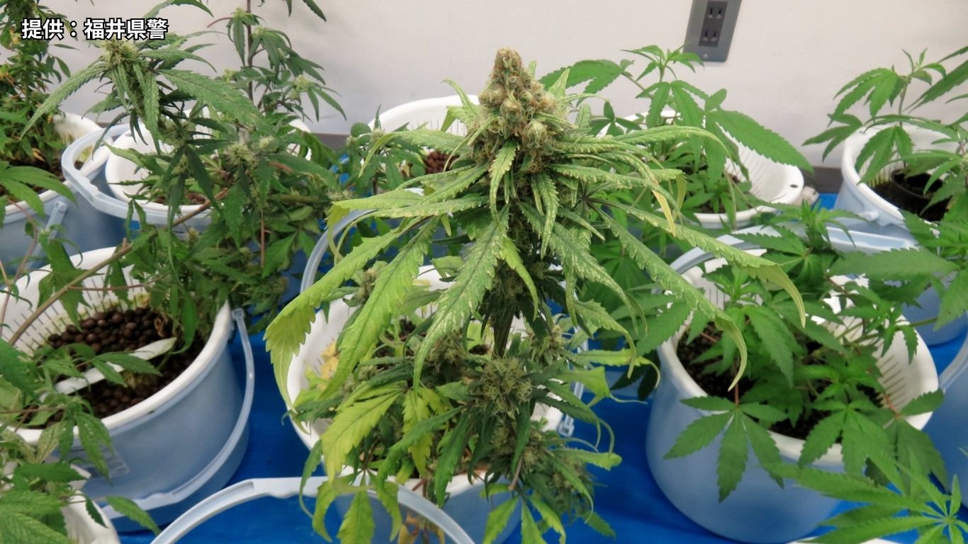 押収された大麻草
