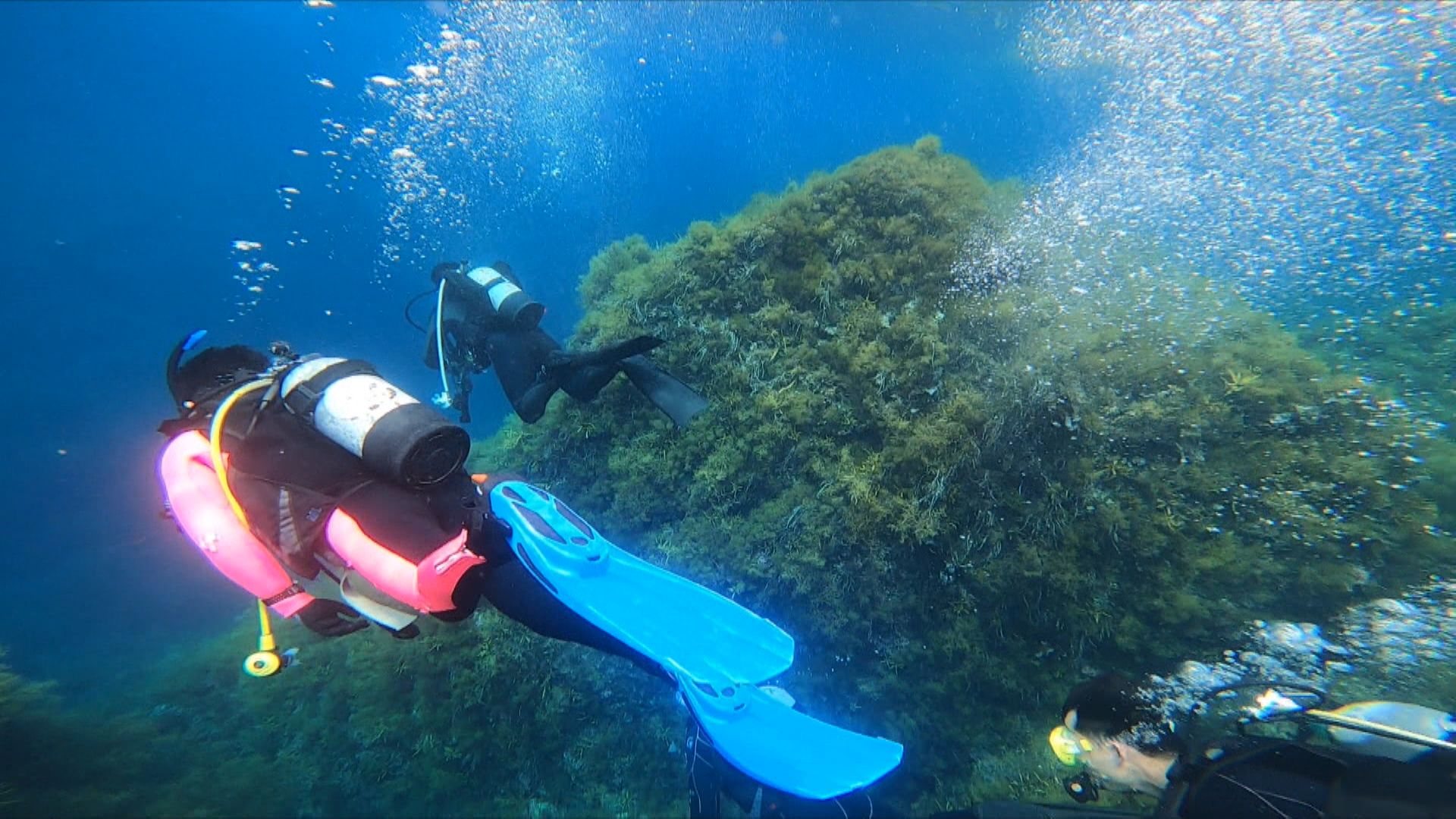 「越前ブルー」とも呼ばれダイバーを魅了する越前海岸