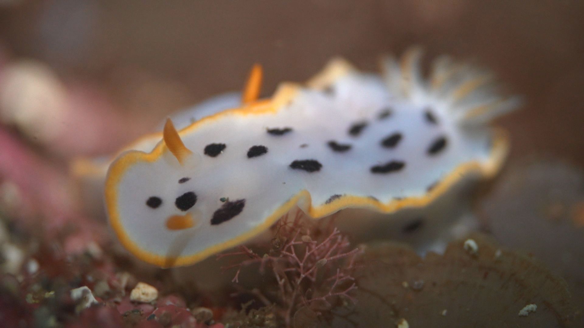 約300種類のウミウシが生息するといわれる越前の海