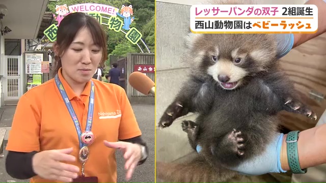 手のひらにはおさまらないサイズにまで成長