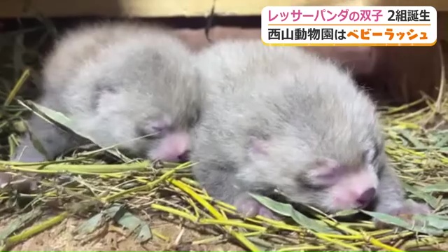 一般公開をお楽しみに…