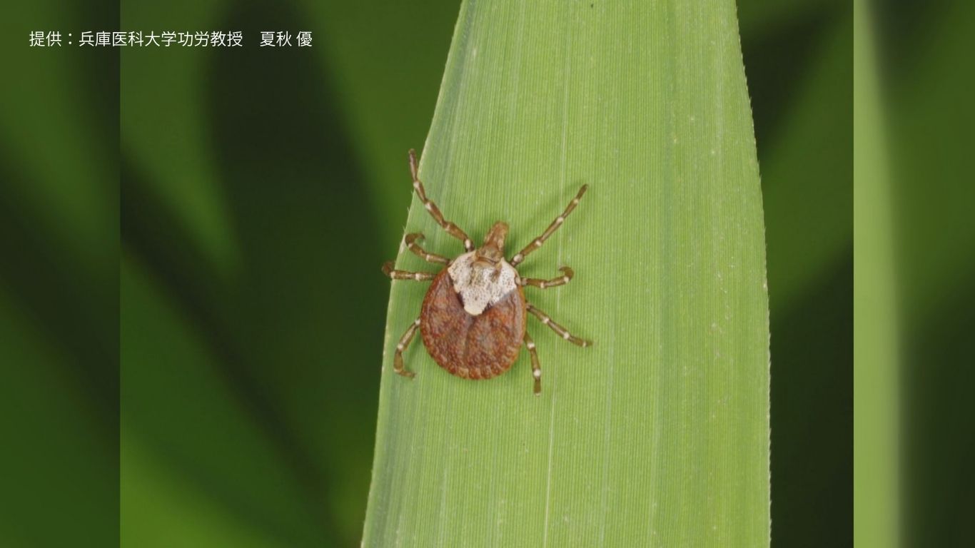 提供：兵庫医科大学功労教授　夏秋 優