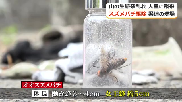 極めて毒性が強いオオスズメバチ