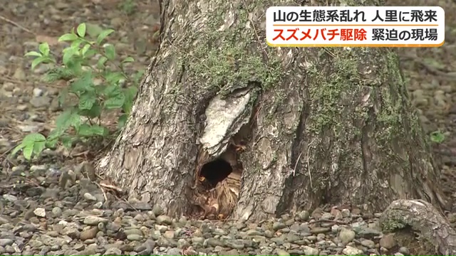 オオスズメバチの巣が見つかった松の木の根本