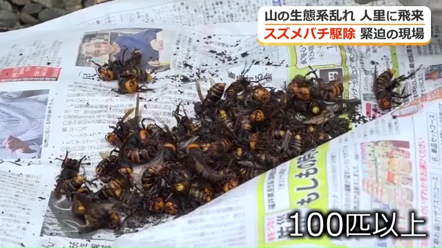 オオスズメバチ100匹以上を捕獲
