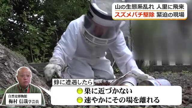 人里に生息域を広げるスズメバチに注意を