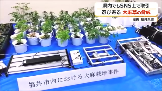 県内で過去最多となる大麻草236本を押収