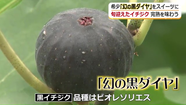 貴重な黒イチジク