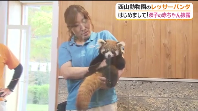 “お母さん”代わりの飼育員に抱っこされるレッサーパンダの赤ちゃん