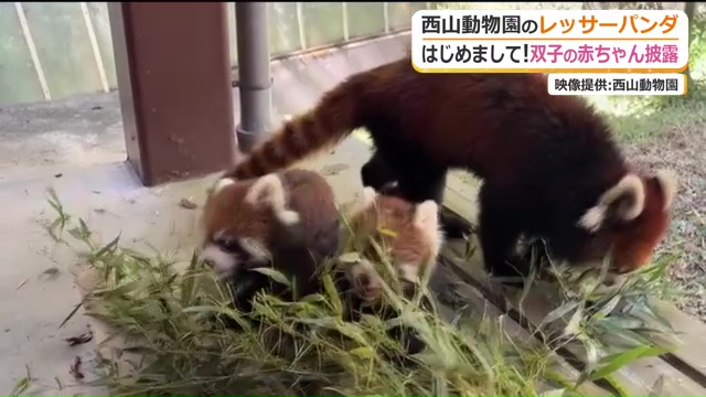 アケビ・かんたペアの双子