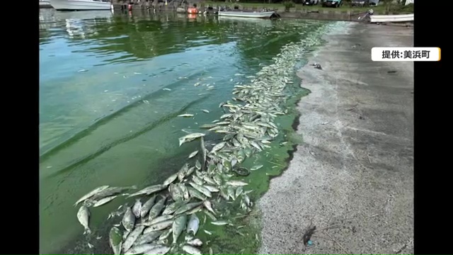 大漁に打ち上げられた魚の死骸(9月10日 久々子湖 写真提供:美浜町)