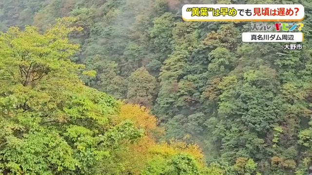 黄色く色づき始めた大野市の真名川ダム周辺(14日撮影)