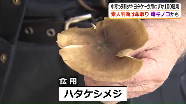 食べられるハタケシメジ