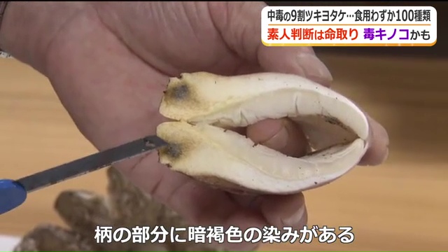 柄の部分に暗褐色のシミがあったらツキヨタケ