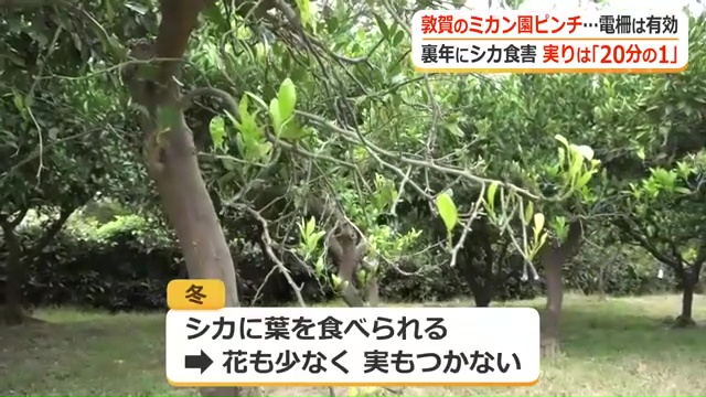 シカの食害を受けた下野長兵衛みかん園
