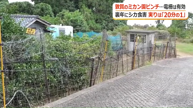 去年、被害を受けた園は電気柵を設置