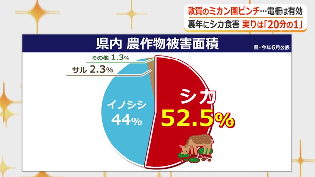 シカによる被害が急増