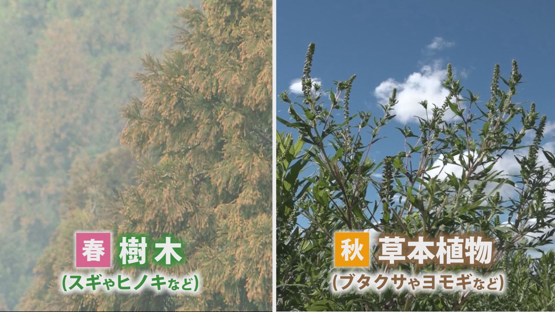 秋はブタクサやヨモギなどの草本植物が花粉を飛ばす