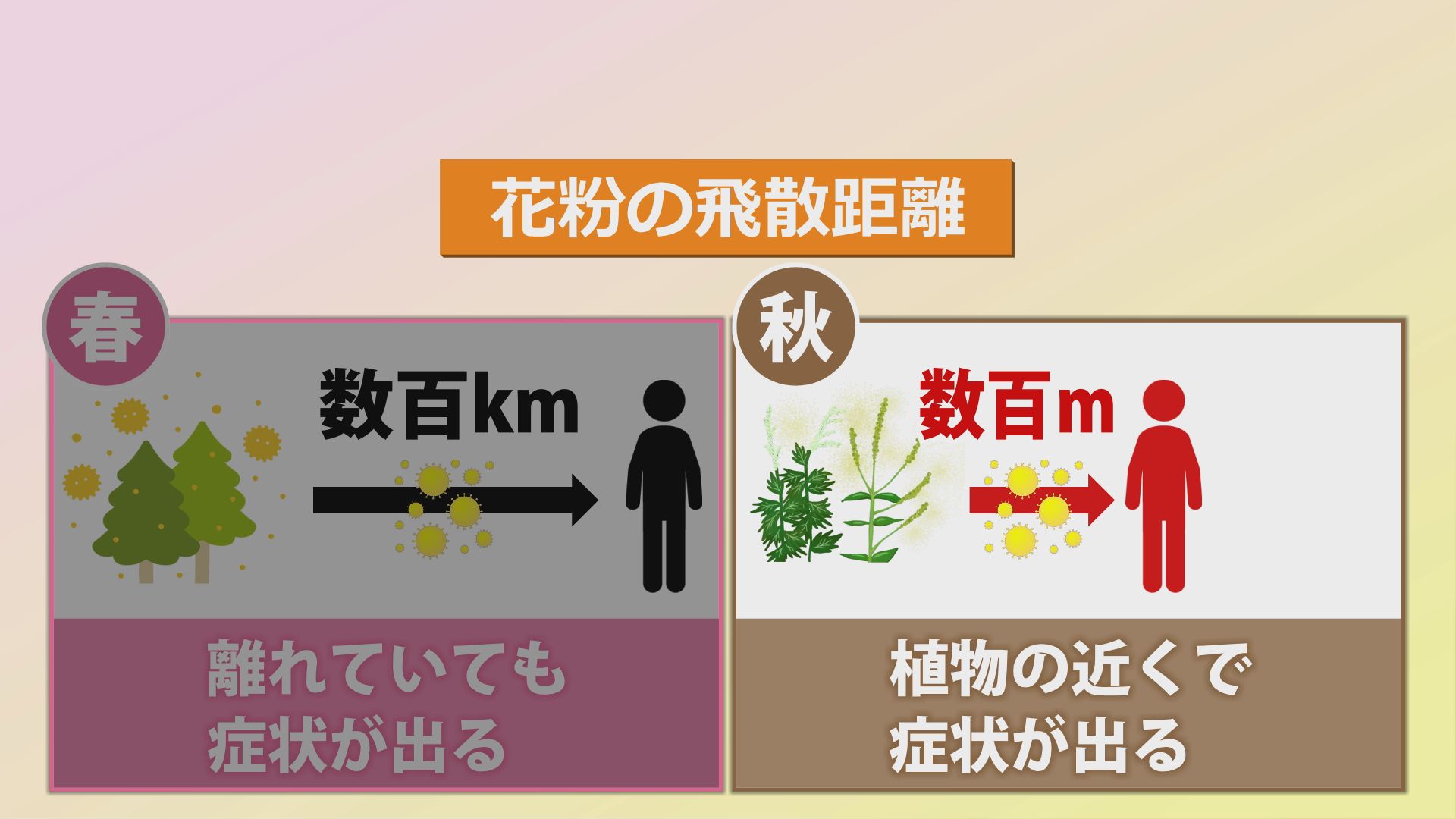 秋の花粉は粒子が細かく気管に入りやすい