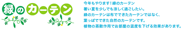 緑のカーテン