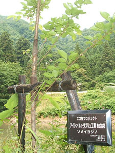 エコ桜プロジェクト