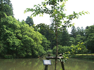 エコ桜プロジェクト