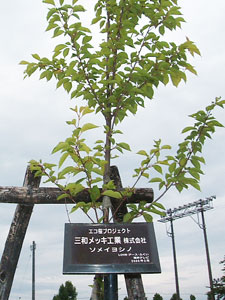 エコ桜プロジェクト