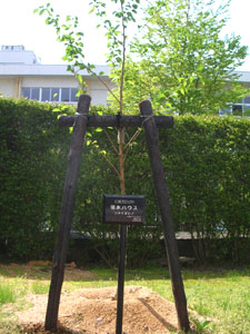 エコ桜プロジェクト