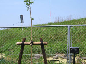 エコ桜プロジェクト