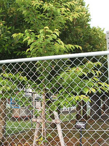 エコ桜プロジェクト