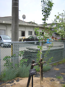 エコ桜プロジェクト