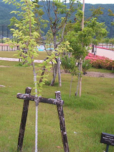 エコ桜プロジェクト