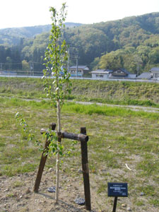 エコ桜プロジェクト