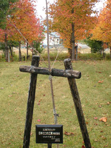 エコ桜プロジェクト