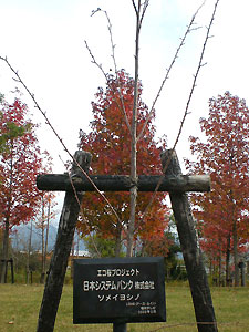 エコ桜プロジェクト