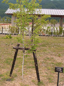 エコ桜プロジェクト