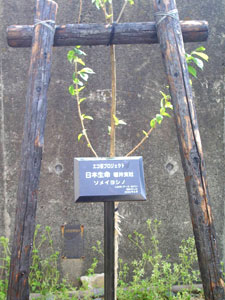 エコ桜プロジェクト