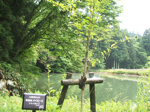 エコ桜プロジェクト