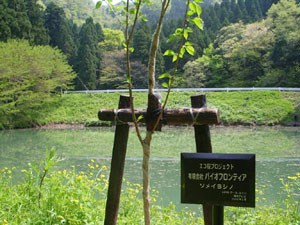 エコ桜プロジェクト