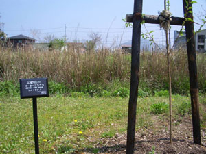 エコ桜プロジェクト