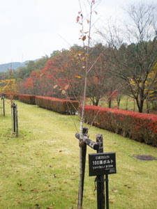 エコ桜プロジェクト