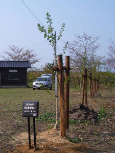 エコ桜プロジェクト