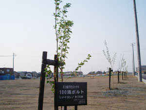 エコ桜プロジェクト